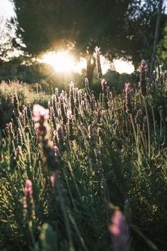 Sunset Lavender Field Stock Photos