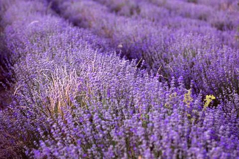 Sunset Lavender Field rows in the summer Stock Photos