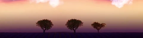 Sunset in the lavender garden 스톡 동영상 246531816