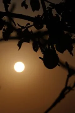 Sunset with leaf and pear in foreground Fotos de archivo
