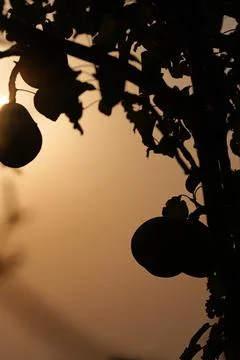 Sunset with leaf and pear in foreground Fotos de archivo