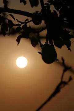 Sunset with leaf and pear in foreground Fotos de archivo