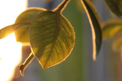 Sunset Leaf Stock Photos