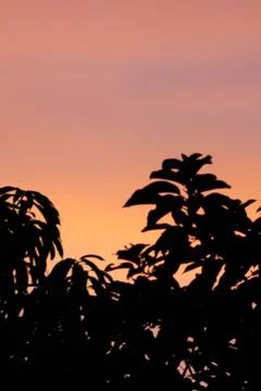 Sunset with leaf Silhouette Stock Photos