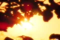 Sunset Leaves 01 Loop Footage