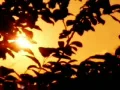 Sunset Leaves 05 Loop Web Footage