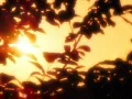 Sunset Leaves 06 Loop Web Footage