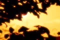 Sunset Leaves 07 Loop Footage