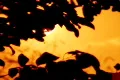 Sunset Leaves 08 Loop Footage