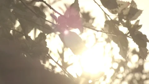 Sunset Leaves 1 4K C-Log 422 Stock Footage 86081634