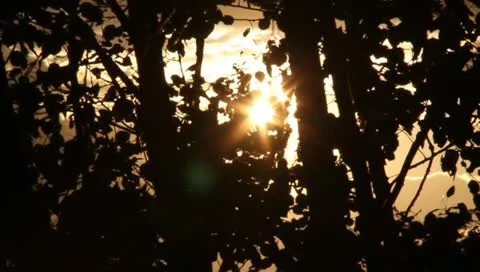Sunset leaves Video stock 11356496