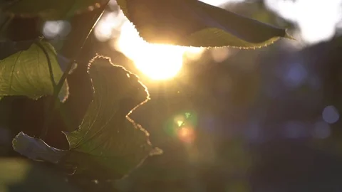 Sunset Leaves Stock Footage 96526428
