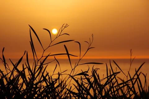 Sunset on leaves Stock Photos