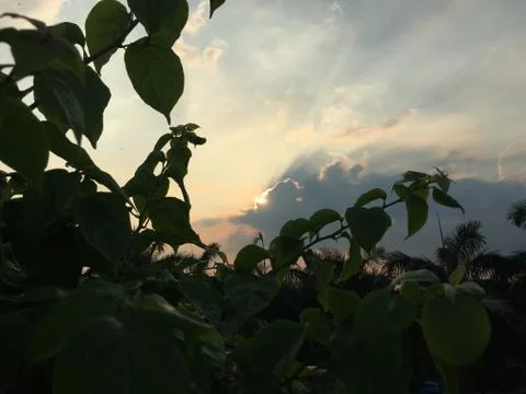 Sunset Leaves Stock Photos