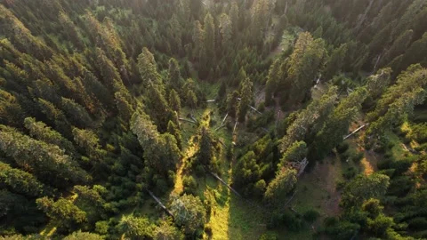 Sunset light above the spruce forest Stock Footage 226207034