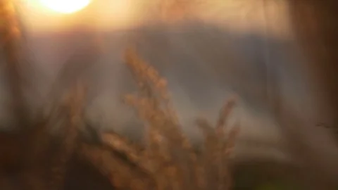 Sunset light background  Stock Footage 74177411