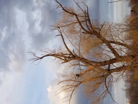 Sunset light on bare tree in spring Stock Photos