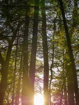 Sunset Light Beams Shining Through Tall Trees Foto stock