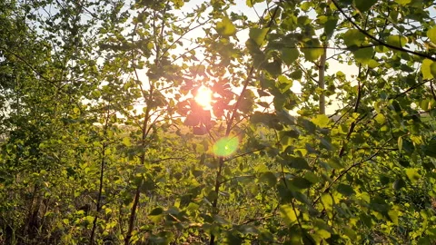 Sunset light beams through the leaves, vibrant nature scenery background Stock Footage 201528972