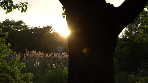 Sunset light behind trees in beautiful spring meadow Vídeo Stock 195531833