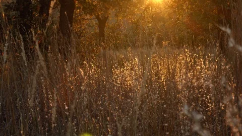 Sunset light brown tall grass in tracking shot Stock Footage 119189154