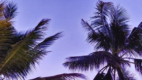 Sunset light creates palm tree shadows on beach Stock Photos