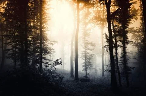 Sunset light in dark misty forest landscape Stock Photos