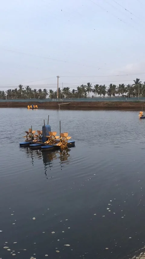 Sunset light to dark time lapse aqua farm Stock Footage 137026818