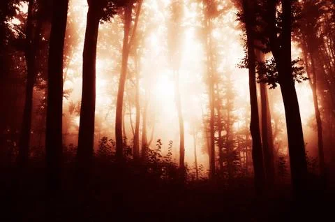 Sunset light in dark woods background Stock Photos