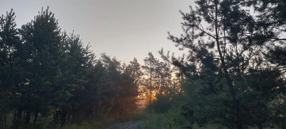 Sunset light filtering through dense pine forest creating natural silhouett.. Stock Photos