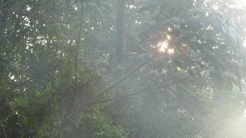 Sunset Light Filtering Through Forest Leaves Stock Footage 308523512