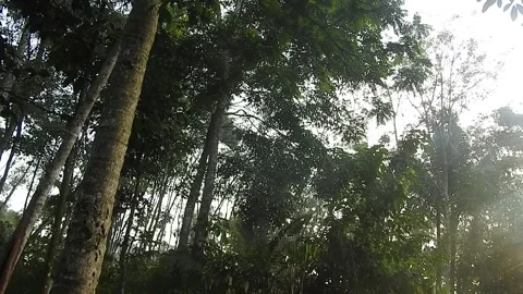 Sunset Light Filtering Through Forest Leaves Stock Footage 308524473