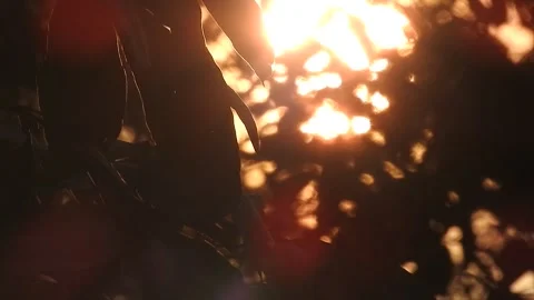 Sunset Light Filtering Through Forest Leaves Stock Footage 308528174