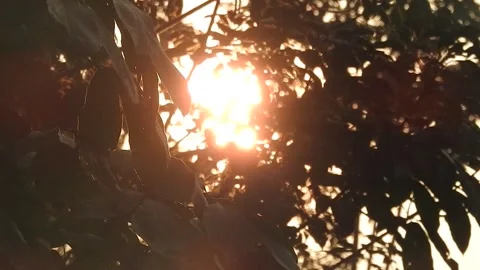 Sunset Light Filtering Through Forest Leaves Stock Footage 308528251