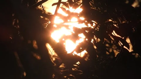 Sunset Light Filtering Through Forest Leaves Stock Footage 308528377