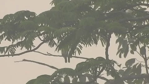 Sunset Light Filtering Through Forest Leaves Stock Footage 308532028