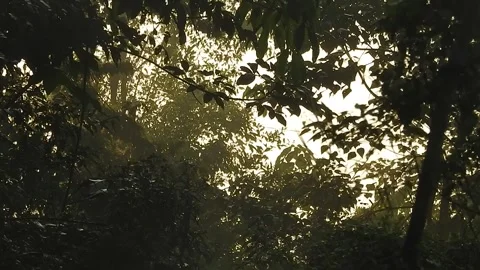 Sunset Light Filtering Through Forest Leaves Stock Footage 308535956