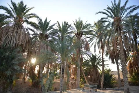 Sunset light filtering through palm trees Tunisia Stock Photos