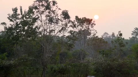 Sunset light filtering through trees in a quiet forest landscape Stock Footage 326987727