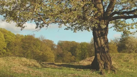 Sunset light in the forest during a warm day Stock Footage 186633704