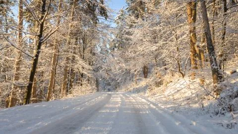 Sunset light in forest winter scene panorama Stock Photos