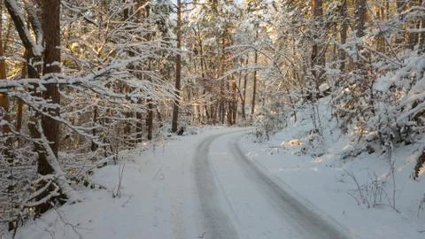 Sunset light in forest winter scene panorama Stock Photos