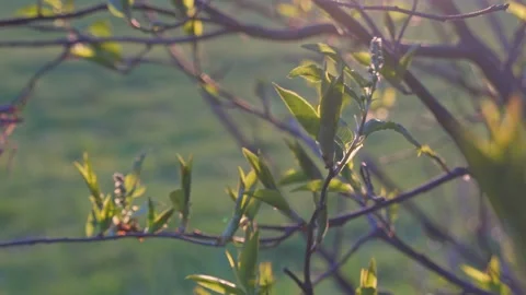 Sunset light getting through a twigs and leaves. Stock-Footage 154771783