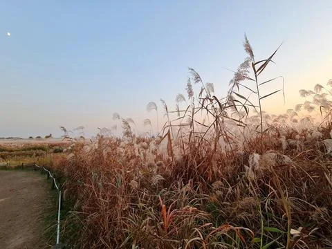 Sunset light glows over tall feathery reeds along a dirt path with a distant  Stock Photos