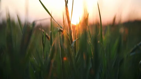 Sunset light in green grass Stock Footage 130013215