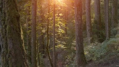 Sunset Light Nature Forest Light on Path, Dark Woods Beautiful Tree Landscape Stock Footage 109585971