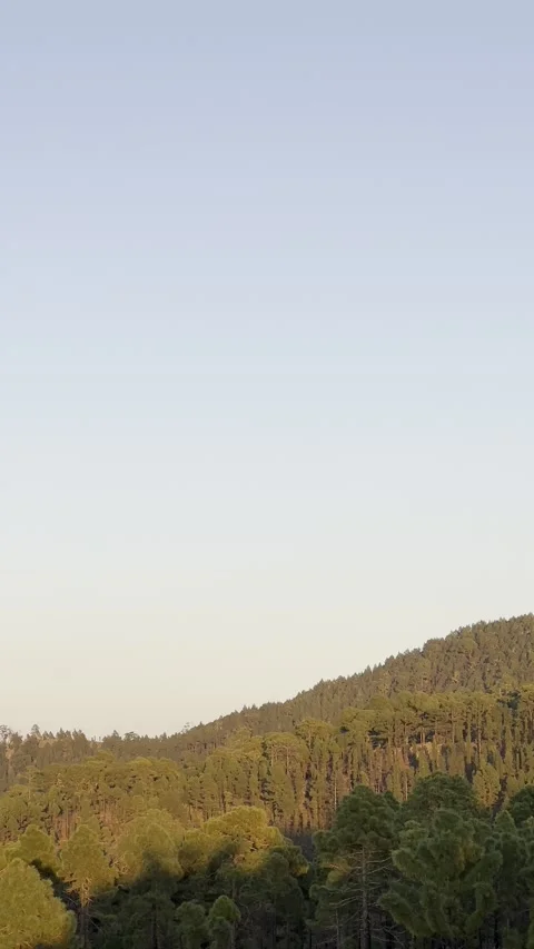 Sunset Light over Lush Pine Forest Mountains Stock Footage 326640980