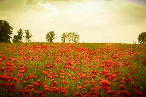 Sunset light over red flowers field Stock Photos