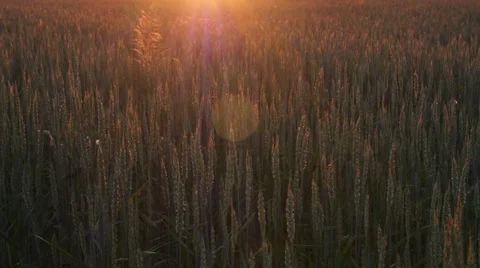 Sunset Light Over Wheat Field. Beautiful Nature Vídeo Stock 66536651