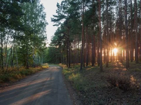 Sunset light passing through forest trees. Stock Photos